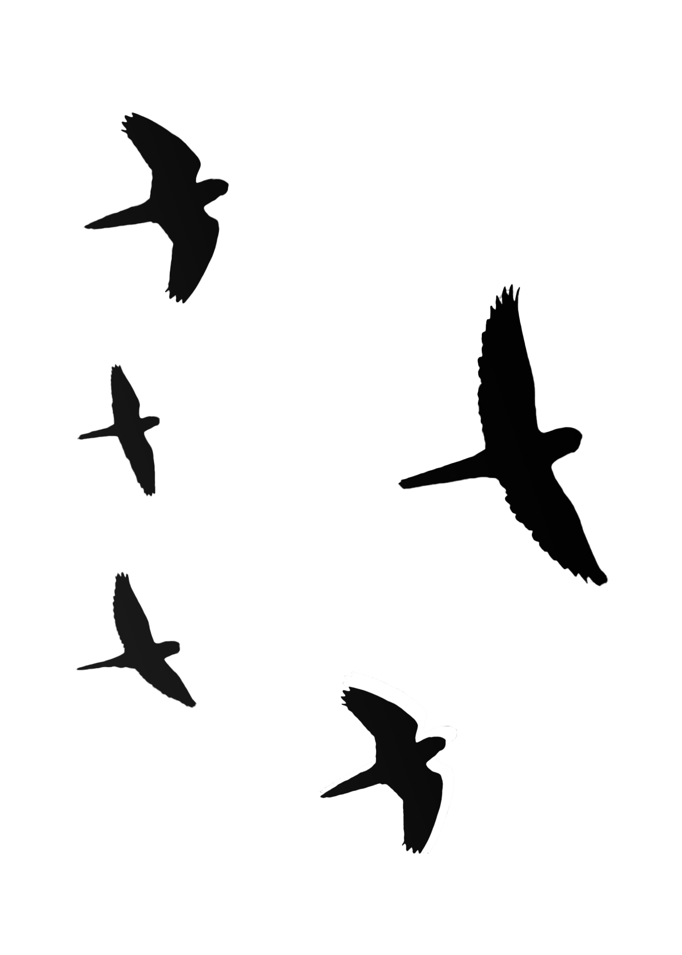 Illustration oiseaux